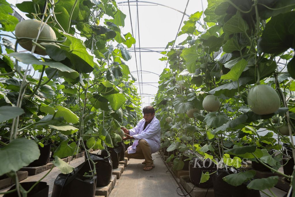 Petugas memeriksa buah melon yang hampir siap panen di Smart Green House Agro Edukasi Wisata Ragunan, Jakarta Selatan, Selasa (9/1/2024). Berbagai inovasi di bidang pertanian dilakukan untuk memudahkan para petani kota menanam tumbuhan produktif, antara lain <i>smart green house,</i> pertanian modern yang memanfaatkan sistem <i>internet of think </i>(IoT). 