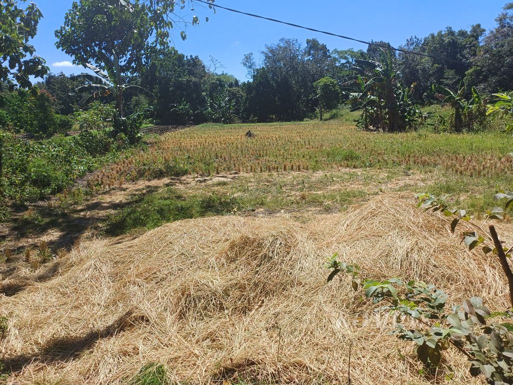 Sebagian ladang padi sawah tadah hujan di Kampung Sokon, Kelurahan Fatukoa, Kota Kupang, milik Yonatan Boinbalan (45) telah dipanen.