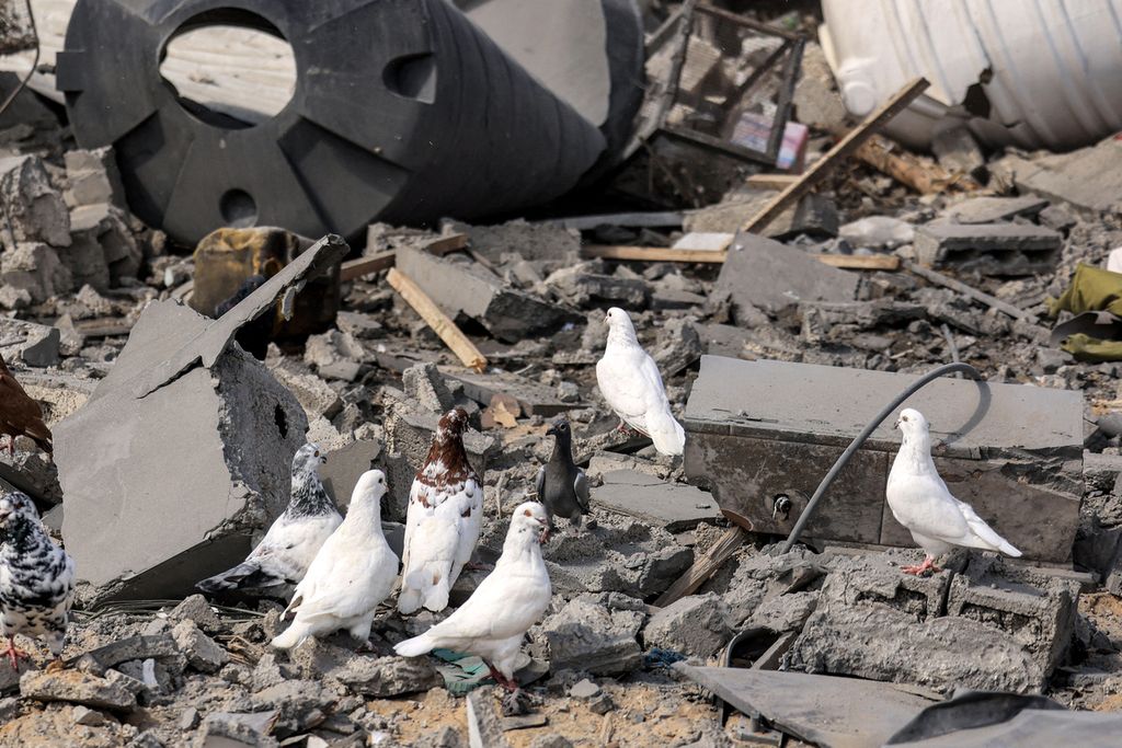 Sekumpulan burung dara di reruntuhan gedung yang hancur karena serangan udara Israel di Khan Yunis, Jalur Gaza, Rabu (18/10/2023).