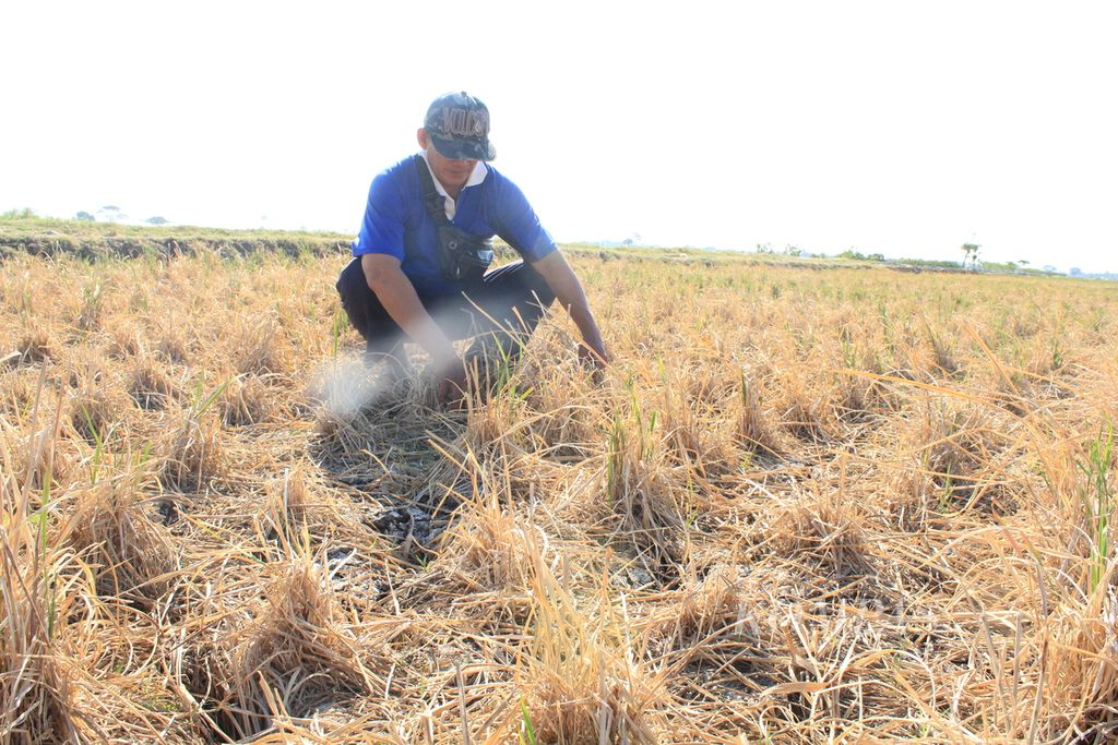 Petani mengecek sawah yang terdampak kekeringan di daerah Kandanghaur, Kabupaten Indramayu, Jawa Barat, Selasa (12/9/2023). Lebih dari 1.600 hektar sawah di sana kekeringan. Selain mengurangi produksi, kekeringan juga membuat petani di sentra padi nasional itu tidak menikmati kenaikan harga beras di pasaran.