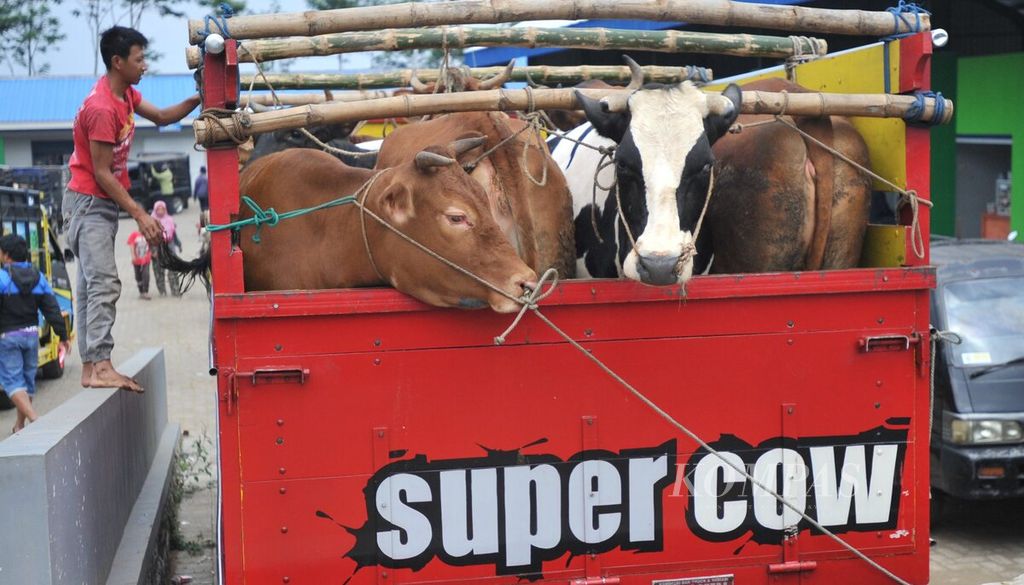 Truk pengangkut sapi di Pasar Hewan Singosari, Kabupaten Malang, Jatim, Senin (20/07/2020). Menjelang Idul Adha, lalu lintas ternak sapi meningkat di Jawa Timur.