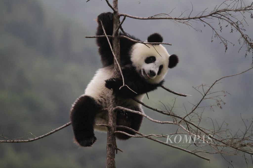Anak panda raksasa berusia satu tahun terlelap tidur di atas pohon di Wolong Panda Base, Wenchuan, Provinsi Sichuan, China, Senin (25/9/2017). Wolong Panda Base merupakan kawasan konservasi panda tertua dan terbesar di China. 