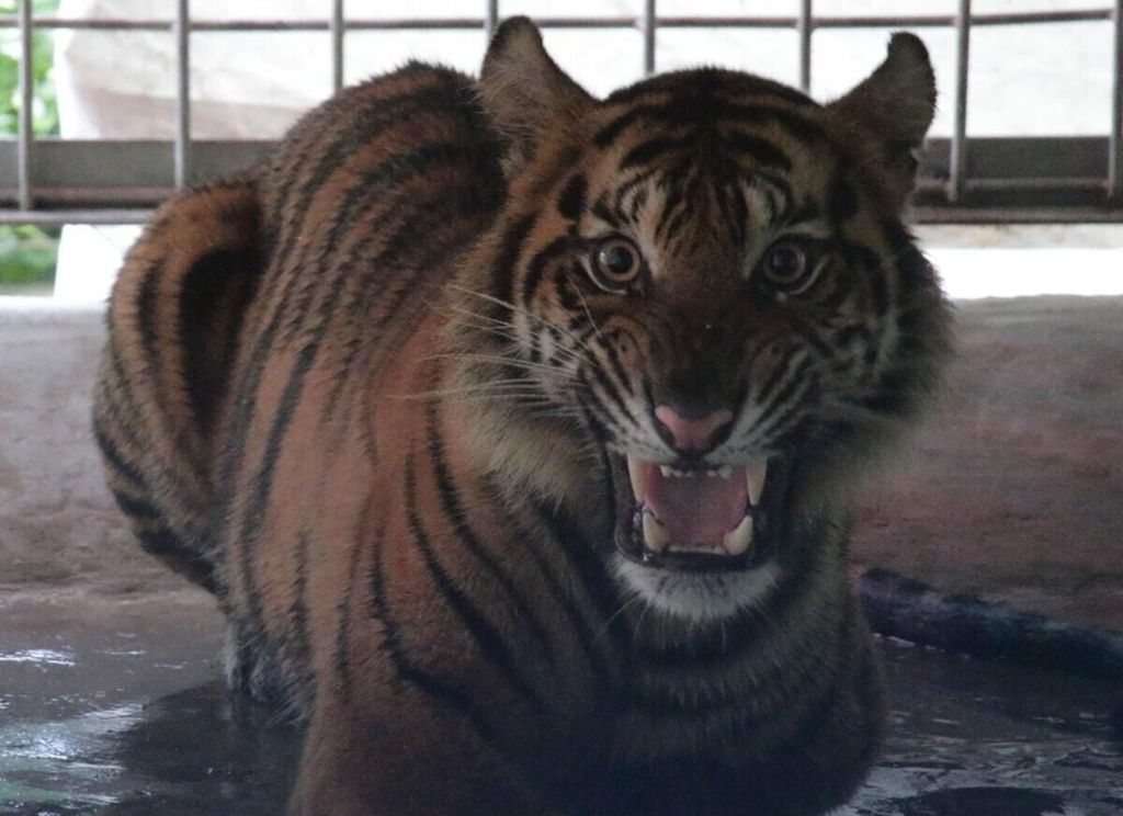 Harimau sumatera “Puti Maua” yang dievakuasi dari kebun sawit warga di Agam, Sumatera Barat. Harimau ini menjalani rehabilitasi di PRHSD Arsari, Dharmasraya, Sumbar, Rabu (12/1/2022).