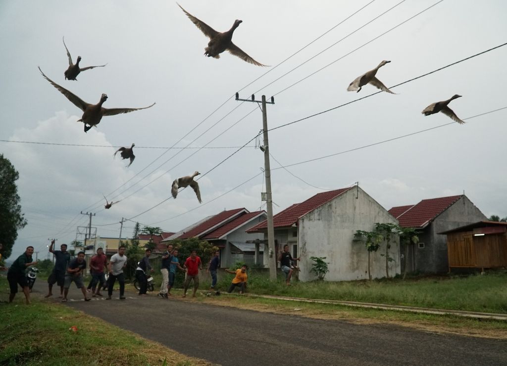 Peserta melepas itik di titik start dalam lomba pacu itik terbang di Gelanggang Tunggul Kubang, Kelurahan Kapalo Koto Ampangan, Kecamatan Payakumbuh Selatan, Kota Payakumbuh, Sumatera Barat, Sabtu (30/10/2021). 