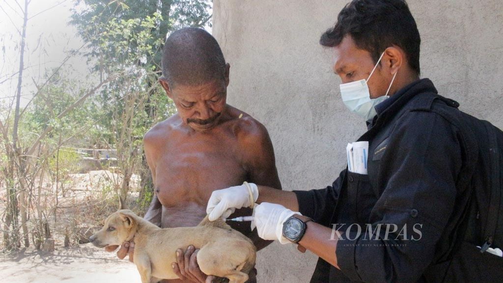 Petugas kesehatan hewan Dinas Pertanian Sikka (kanan) di Flores, Nusa Tenggara Timur, memberi vaksin antirabies pada anjing di Desa Watugong, Kecamatan Alok Timur, Sikka, Kamis (6/9/2018). 