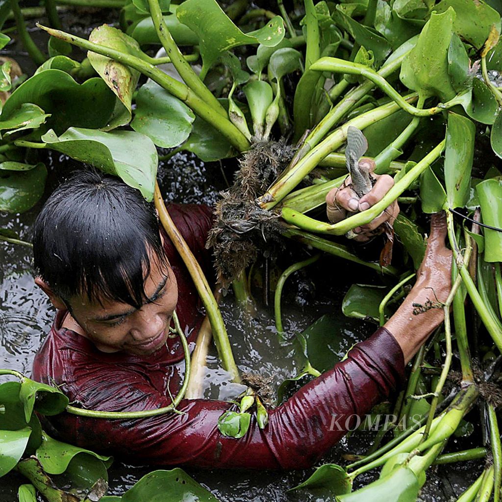 Warga mencari ikan di antara tanaman eceng gondok di Sungai Citarum, Desa Mulya Sejati, Kecamatan Ciampel, Kabupaten Karawang, Jawa Barat, Kamis (15/2/2018). Eceng gondok yang tumbuh subur pada musim hujan menjadi ancaman lingkungan karena berpotensi memicu sedimentasi. 