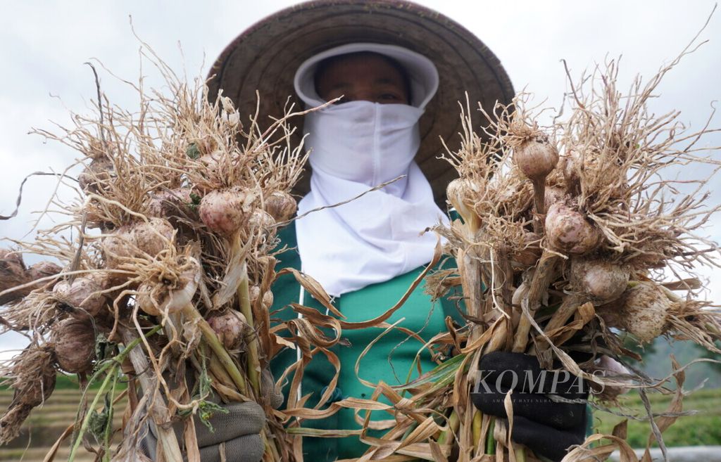 Petani menunjukkan hasil panen bawang putih di Desa Tuwel, Kecamatan Bojong, Kabupaten Tegal, Jawa Tengah, Rabu (2/9/2020). Panen tersebut dilakukan di lahan 0,5 hektar.