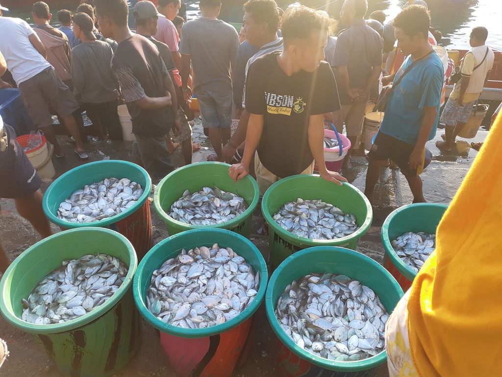 Ikan yang baru turun dari kapal di pesisir pantai Oeba, Kota Kupang, Nusa Tenggara Timur pada Jumat (26/5/2023).  