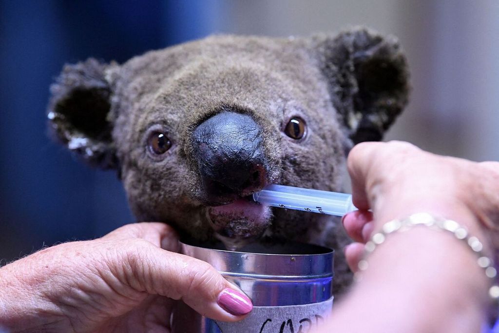 Dalam foto yang diambil pada 2 November 2019 tampak seorang petugas perawatan Koala di Port Macquarie tengah memberi minum seekor Koala dengan menggunakan pipet. Koala itu diselamatkan dari area kebakaran lahan.