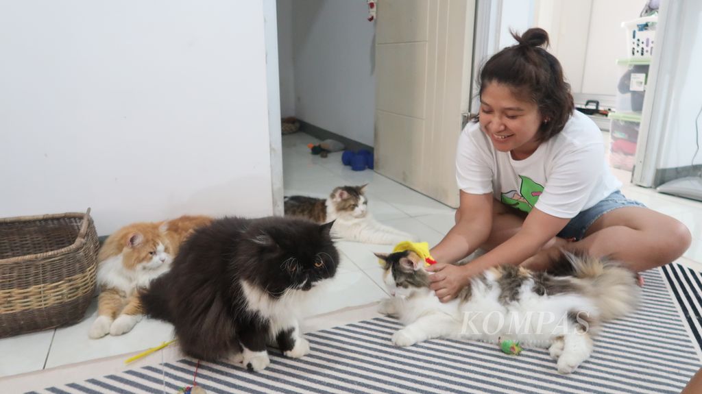 Mahar Gireta Rosalia (32), karyawan BUMN, bermain bersama empat kucingnya di rumahnya di Kelapa Gading Timur, Jakarta Utara, Jumat (14/7/2023).