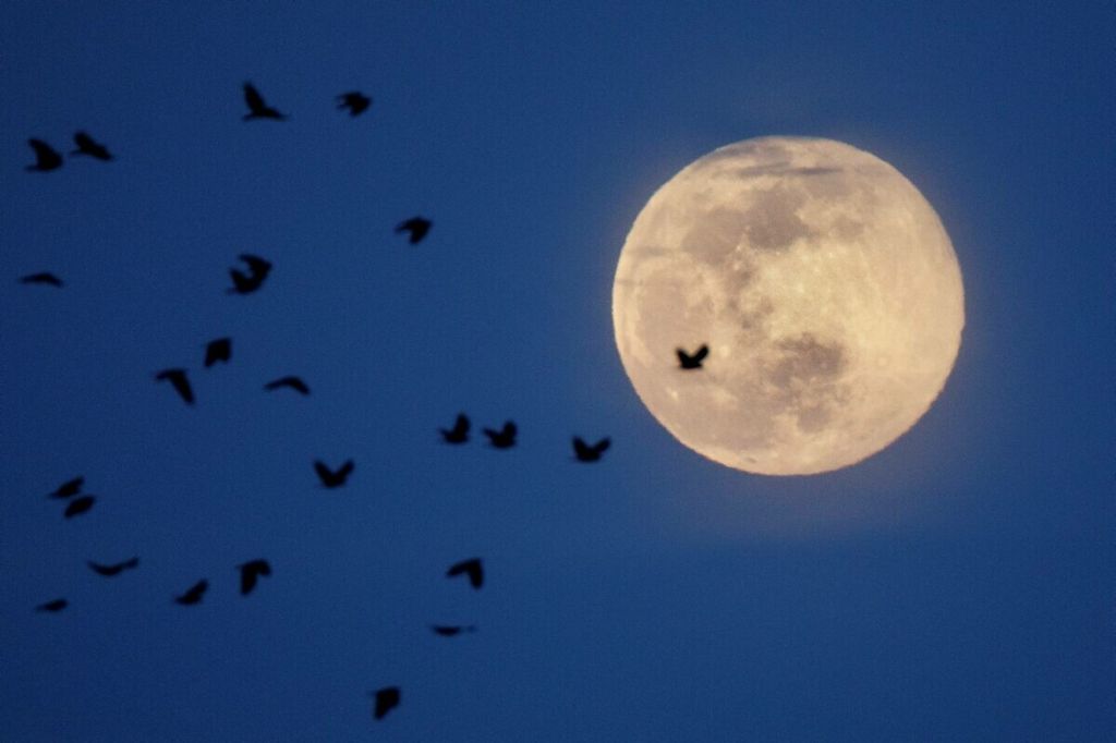Bulan supermoon terlihat di belakang kawanan burung yang terbang di Arlington, Virginia, Amerika Serikat, 7 April 2020.