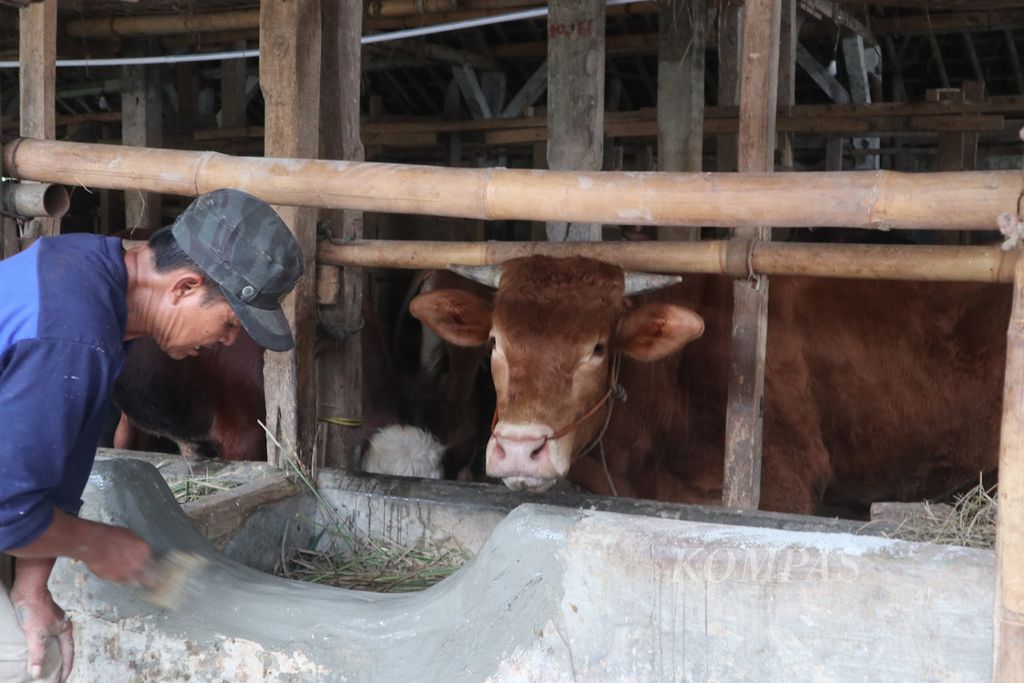 Peternak memperbaiki kandang sapi di Kabupaten Kuningan, Jawa Barat, Selasa (17/5/2022). Hingga kini, petugas menemukan tujuh sapi yang mengalami penyakit mulut dan kuku. Selain mengisolasi ternak itu, Dinas Perikanan dan Peternakan Kuningan juga akan membagikan vitamin kepada para peternak.