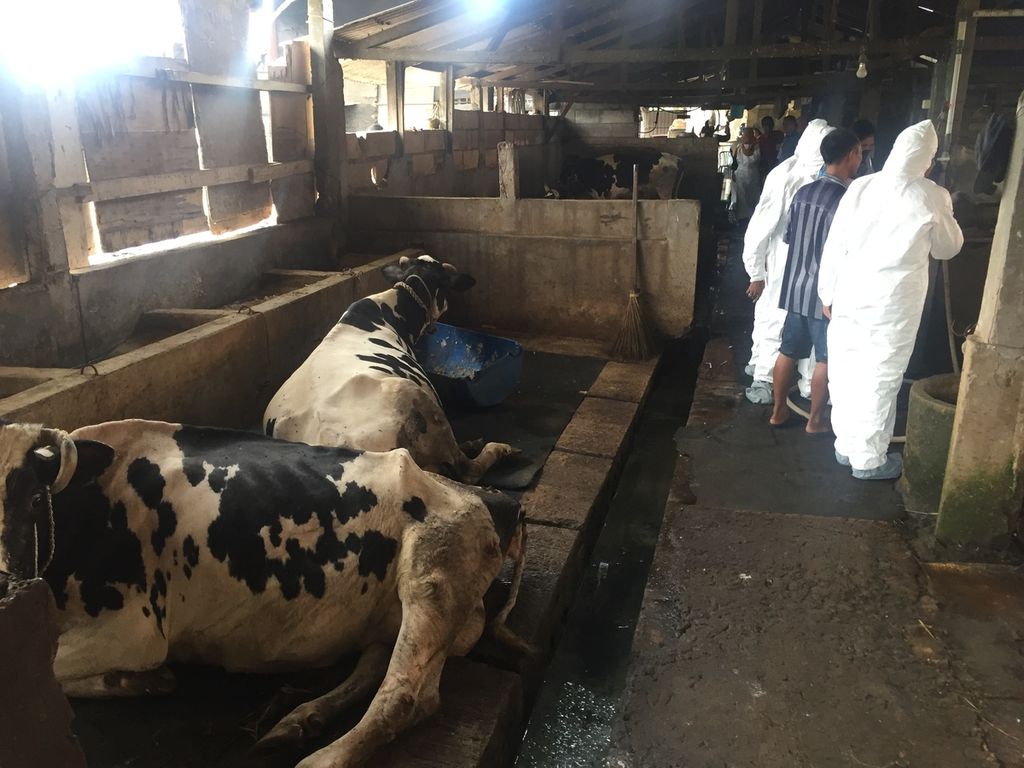 Tim kesehatan meninjau peternakan sapi yang terserang wabah penyakit mulut dan kuku di Sidoarjo, Jawa Timur, Selasa (10/5/2022).
