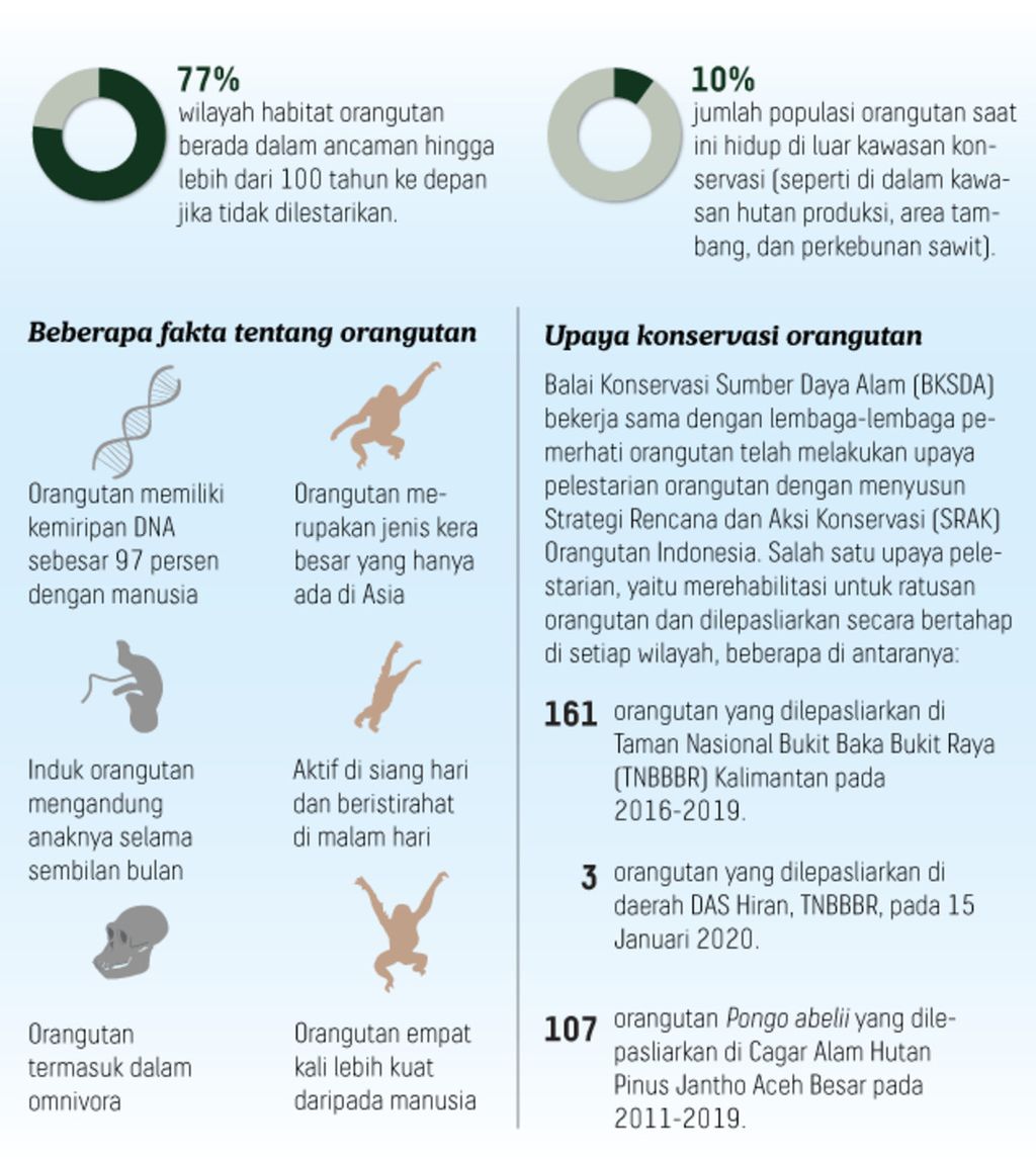 Infografik Orangutan
