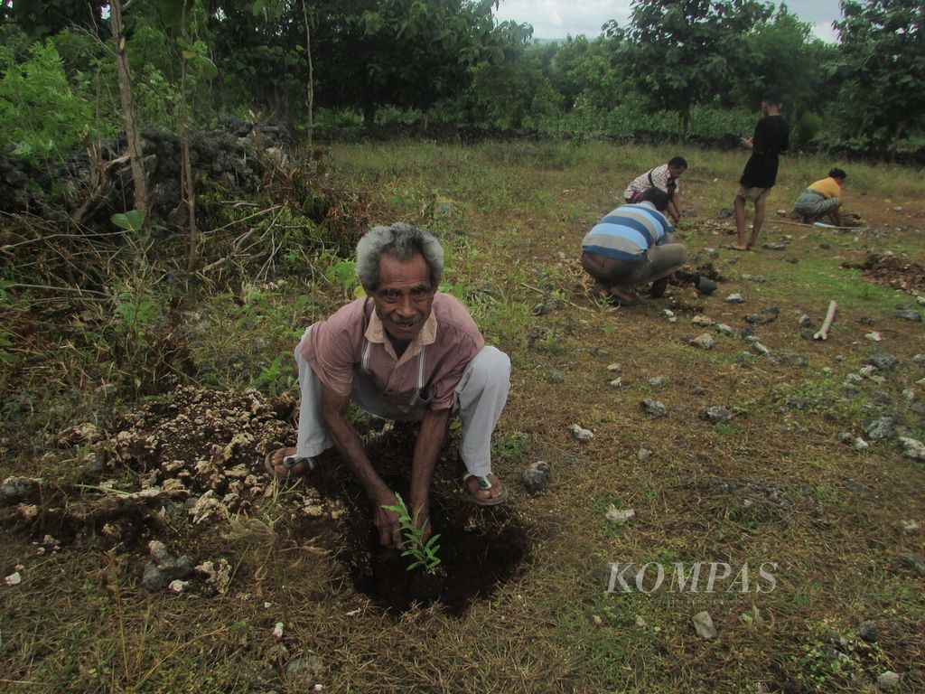 Benyamin Bangkole, anggota kelompok tani Ikbaun, sedang menanam anakan cendana bersama warga lain di Desa Baumata Utara, Kabupaten Kupang, NTT, Jumat (26/1/2024).