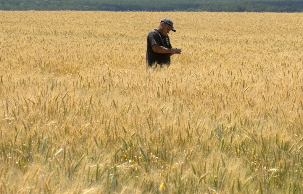 Oleksandr Zhuravsky, seorang petani di Donetsk tengah memeriksa gandum di ladangnya pada Selasa (21/6/2022).