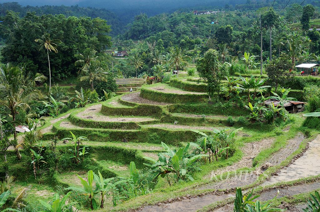 Lahan pertanian yang dikelola dengan sistem pengairan subak masih bisa ditemukan di Desa Jatiluwih, Kecamatan Penebel, Kabupaten Tabanan, Bali, Rabu (20/7). Subak merupakan salah satu tradisi pertanian di Bali yang diduga kuat merupakan peninggalan tradisi penutur Austronesia. 