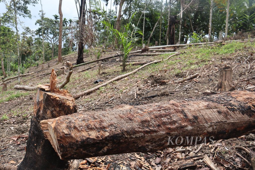 Tanaman karet dipotong diganti dengan salak di Desa Durian Tinggung, Kecamatan STM Hilir, Deli Serdang, Sumatera Utara, Kamis (10/8/2023).