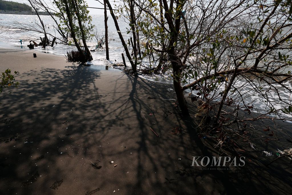 Ancaman abrasi pantai yang terus terjadi yang berdampak pada kerusakan tanaman mangrove di Pantai Mangunharjo, Mangkang Wetan, Kecamatan Tugu, Kota Semarang, Jawa Tengah, Kamis (18/7/2024).