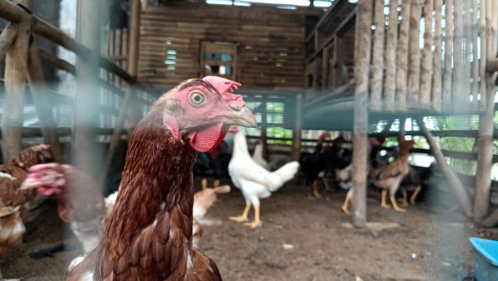 Selain membuatkan kebun, ada pula kandang ayam di rumah warga di Perumnas 2, Parung Panjang, Kabupaten Bogor, Jawa Barat, Sabtu (10/8/2024).