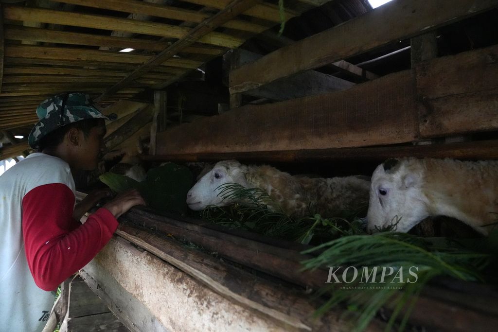 Warga mengecek domba di Desa Cibuntu, Kecamatan Pasawahan, Kabupaten Kuningan, Jawa Barat, Rabu (1/5/2024). Ada 1.200 domba di desa tersebut, sedangkan jumlah warganya hanya 996 jiwa.