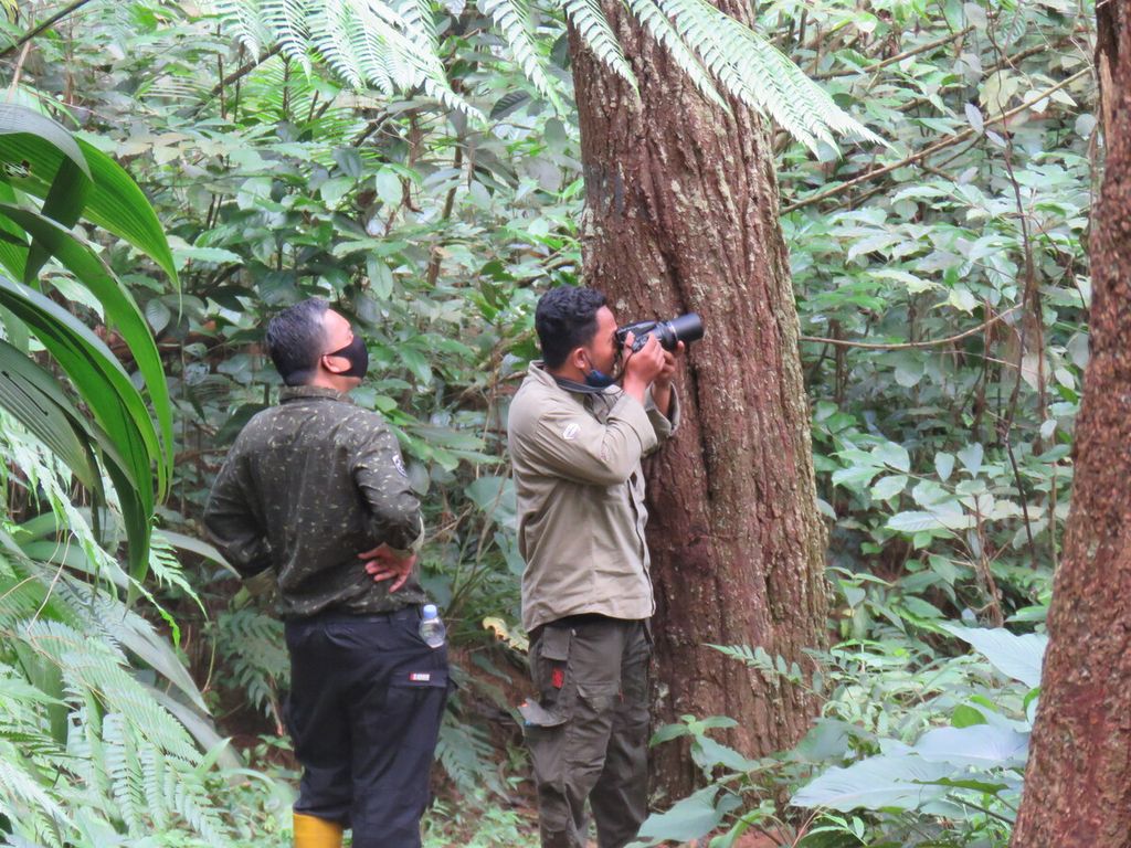 Petugas mengamati seekor anakan elang jawa <i>(Nisaetus bartelsi) </i>di Balai Taman Nasional Gunung Ciremai wilayah Kabupaten Majalengka, Jawa Barat, Senin (30/5/2022). Kelahiran elang tersebut menambah populasi elang jawa di Ciremai yang diperkirakan mencapai 34 individu.
