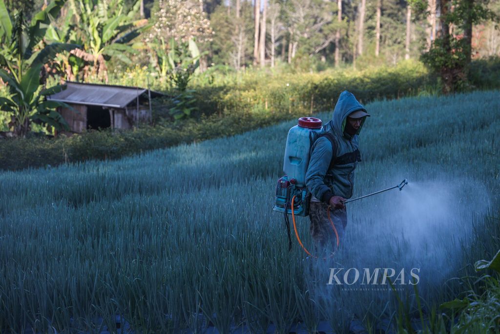 Petani menyemprotkan pestisida pada tanaman loncang di ladang garapannya di Desa Banyumudal, Sapuran, Wonosobo, Jawa Tengah, Sabtu (2/9/2023) pagi. 