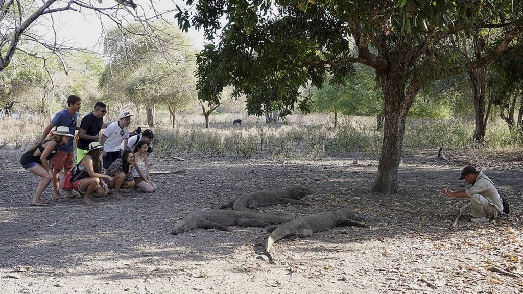 Komodo yang ditemui di Kawasan Taman Nasional Komodo di Loh Liang, Pulau Komodo, Manggarai Barat, Kamis (31/8/2017). Keberadaan komodo ini menjadi salah satu daya tarik utama wisatawan datang ke tempat ini.