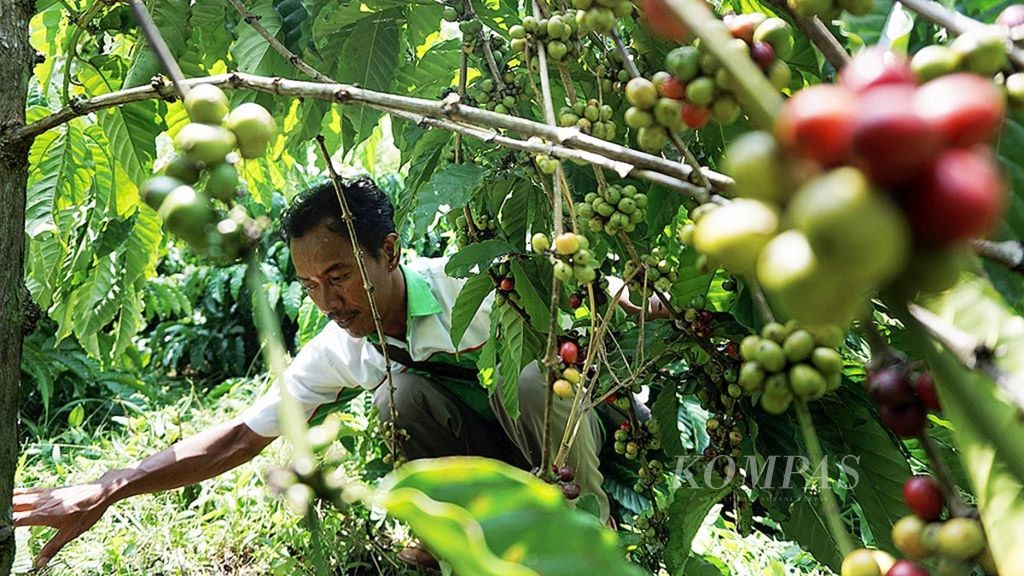Subekhi (40), petani kopi di Desa Negeri Agung, Kecamatan Talang Padang, Kabupaten Tanggamus, Lampung, memeriksa tanaman kopi, Kamis (4/5/2017).