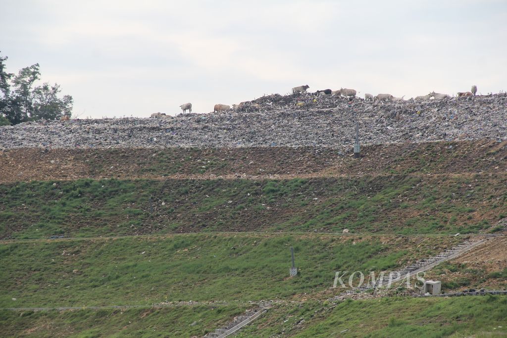 Beberapa ekor sapi mencari makan di gunungan sampah yang telah ditata menjadi terasering di Tempat Pengolahan Sampah Terpadu (TPST) Piyungan, Kabupaten Bantul, Daerah Istimewa Yogyakarta, Sabtu (19/2/2022) pagi.