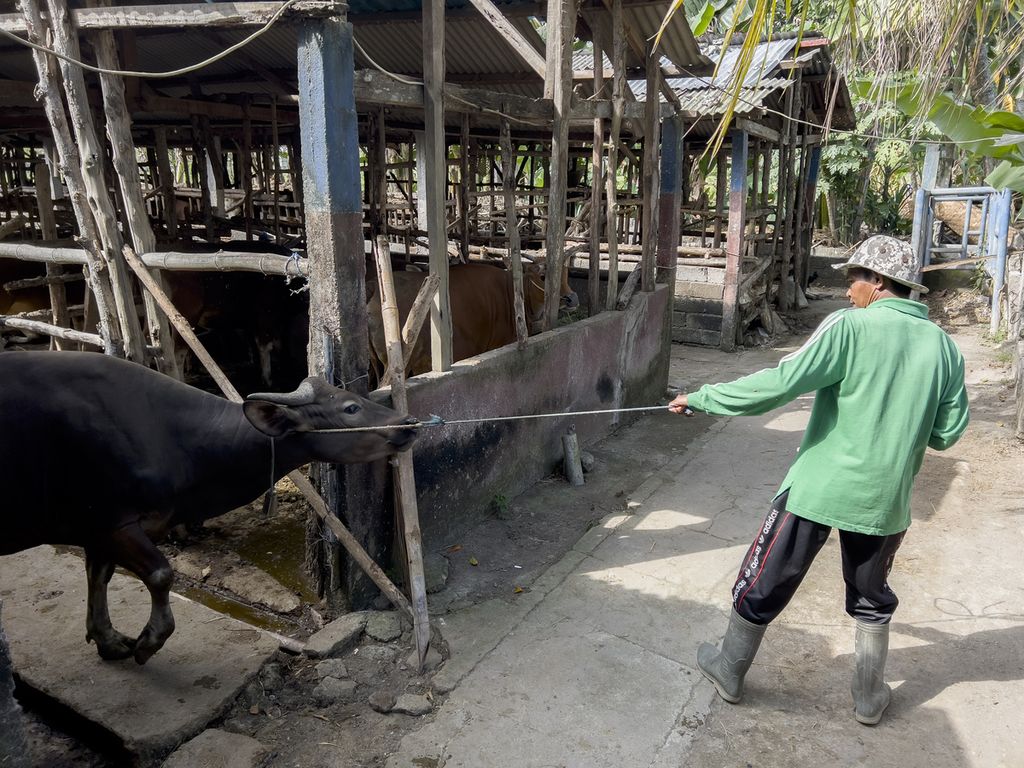Seorang peternak menarik keluar sapi miliknya dari kandang untuk menerima vaksinasi hewan dalam rangka mencegah penularan penyakit mulut dan kuku (PMK) di Kelompok Tani Ternak "Sumber Rejeki" Dusun Bunmudrak, Desa Sukarara, Kecamatan Lombok Tengah, Nusa Tenggara Barat, Rabu (20/7/2022).