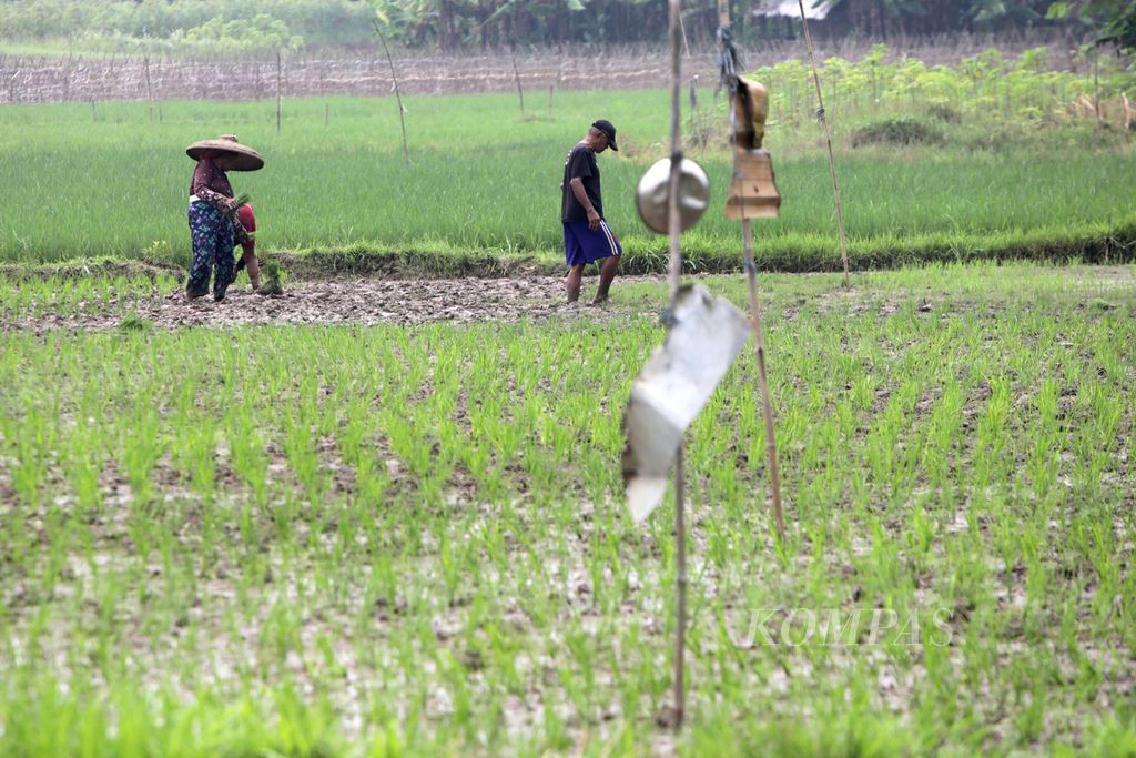 Petani menanam padi di Cijantra, Pagedangan, Kabupaten Tangerang, Banten, Rabu (7/12/2022). Perum Bulog memastikan bahwa beras impor akan tiba pada akhir Desember 2022. 