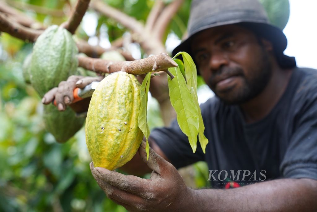 Pekerja Koperasi Ebier Suth memanen buah kakao dari kebun di Distrik Ransiki, Kabupaten Manokwari Selatan, Papua Barat, Selasa (20/4/2021). Setelah dipanen, biji kakao Ransiki akan diolah dan dikirim ke sejumlah produsen cokelat, baik di dalam negeri maupun mancanegara.