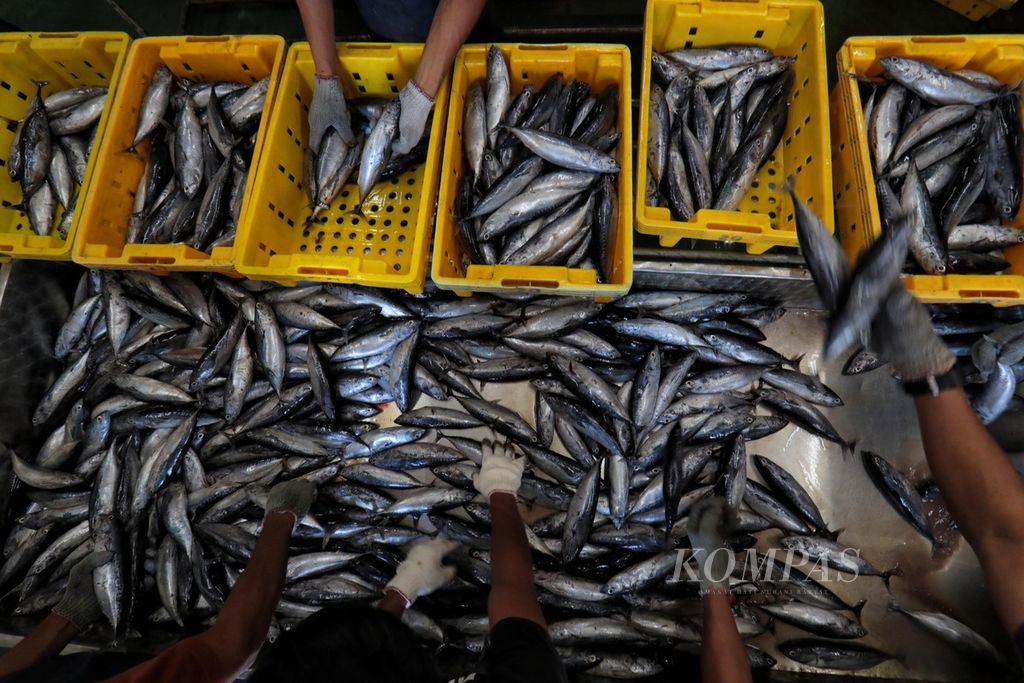 Pekerja PT Fajar Flores Flamboyan Fishing sedang memilah ikan berdasarkan kualitas dan ukurannya sebelum dimasukkan ke gudang pendingin di Maumere, Sikka, Nusa Tenggara Timur, Kamis (8/6/2023). 