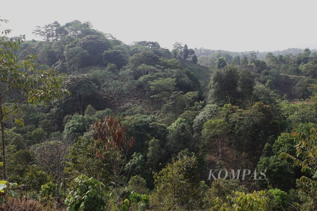 Lokasi kawasan agroforestri di Kecamatan Tenggulun, Kabupaten Aceh Tamiang, Aceh.