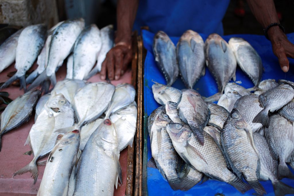 Ikan-ikan yang dijual Nurdin (58) di TPI Kamal Muara, Jakarta Utara, Kamis (13/10/2022). Cuaca ekstrem mengakibatkan ombak di laut menjadi tinggi. Hal tersebut membuat para nelayan di area Kamal Muara merasakan kesulitan untuk mendapatkan ikan. 