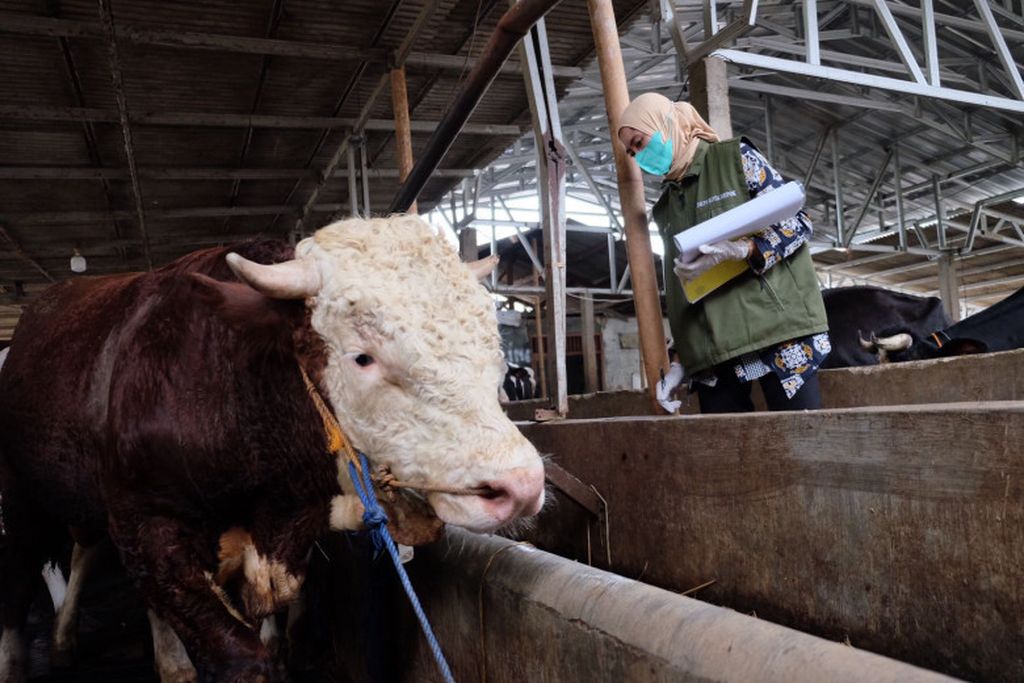 Petugas Ketahanan Pangan, Pertanian, dan Perikanan (DKP3) Kota Depok memeriksa kesehatan sapi di salah satu peternakan di Cimanggis, Kota Depok, Jawa Barat, Kamis (12/5/2022).