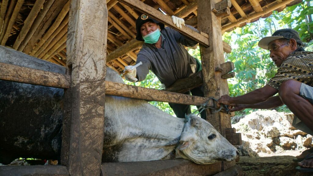 Petugas menyuntikkan antibiotik kepada sapi yang berada di Desa Pucanganom, Kecamatan Rongkop, Kabupaten Gunung Kidul, Daerah Istimewa Yogyakarta, Sabtu (18/1/2020). Hal itu merupakan langkah antisipasi dari paparan bakteri antraks yang muncul di kabupaten tersebut. 