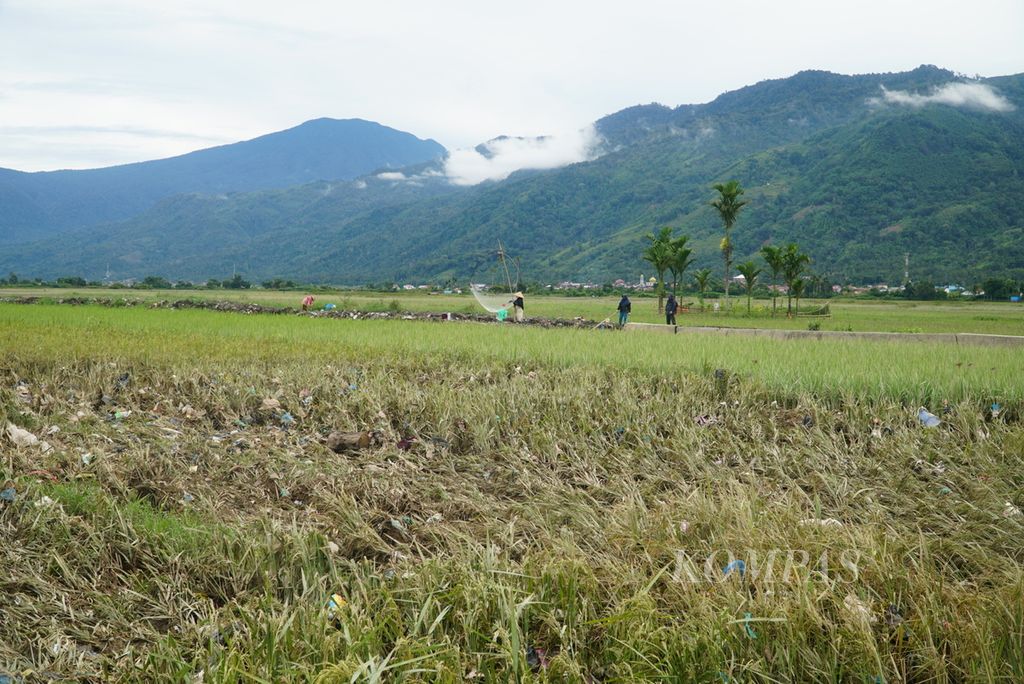 Tanaman padi rusak oleh banjir akibat meluapnya sungai di Kecamatan Kumun Debai, Kota Sungai Penuh, Jambi, Rabu (17/1/2024). 