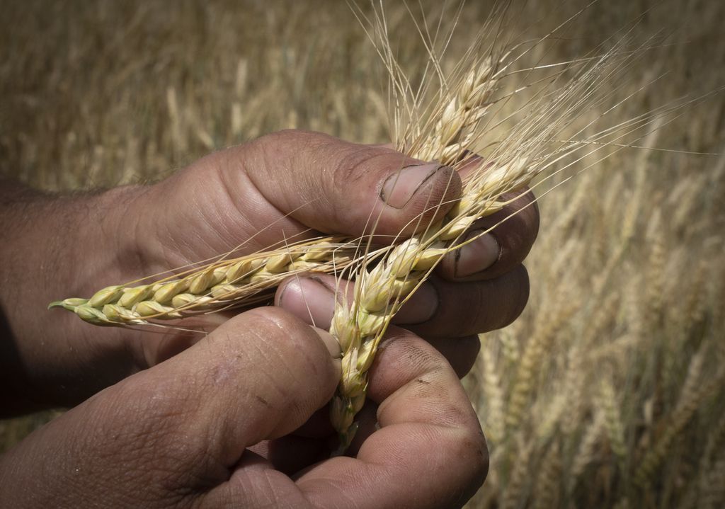 Seorang petani di Donetsk tengah memeriksa bulir gandum di ladangnya pada Selasa (21/6/2022).