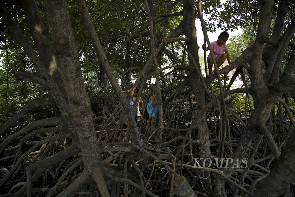 Anak-anak bermain di hutan mangrove atau bakau di sekitar taman kelurahan di Pulau Lancang, Kepulauan Seribu, Minggu (18/10). Selain mencegah intrusi air laut, hutan mangrove juga mencegah erosi dan abrasi pantai serta tempat hidup dan sumber makanan bagi beberapa jenis satwa.Kompas/Agus Susanto (AGS)18-10-2015