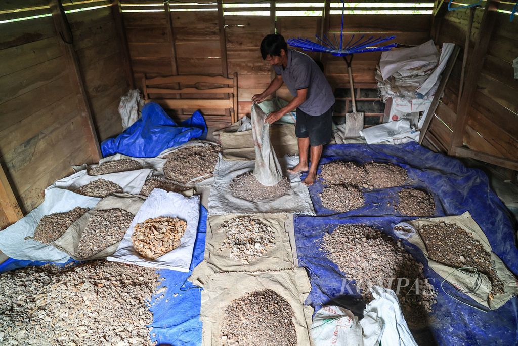 Rapolo Ritonga (51) mengumpulkan getah kemenyan yang dibeli dari warga Pasir Nauli di rumahnya di Desa Simardangiang, Tapanuli Utara, Sumatera Utara, Jumat (29/7/2022). 