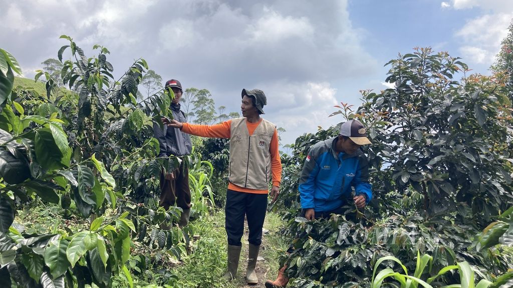 Petani Desa Ibun, Kecamatan Ibun, Kabupaten Bandung, Jawa Barat, menunjukkan tanaman kopi dan sayuran di hutan perhutanan sosial yang mereka kelola, di Desa Ibun, Jumat (5/5/2023).