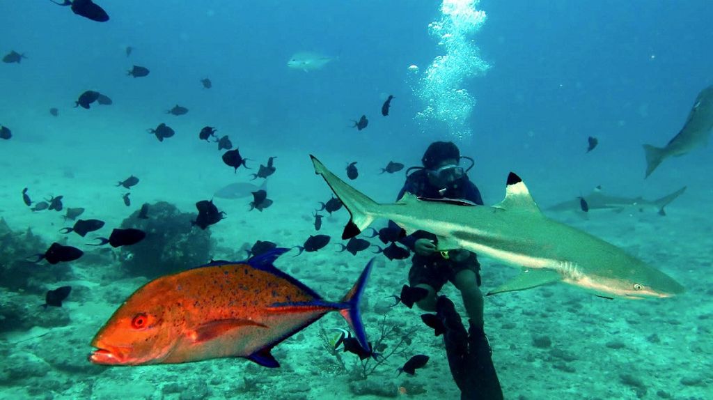 Morotai, Ekowisata Selam Bersama Hiu. Perairan Morotai di Maluku Utara masih memiliki kesehatan ekosistem terumbu karang yang baik. Ini ditunjukkan dengan kehadiran ikan hiu sirip hitam (black tip) dalam penyelaman di beberapa titik selamnya. Seperti Kamis (13/9/2018) sekelompok ikan hiu sirip hitam menyambut penyelam di perairan Pulau Mitita, sekitar 40 menit dari Daruba (Ibukota Kabupaten Morotai). Kawasan Ekonomi Khusus Morotai yang ditetapkan pemerintah sejak 2014 memiliki kegiatan utama pariwisata, industri pengolahan ikan, dan logistik.