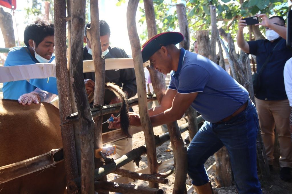 Gubernur NTT Viktor Laiskodat melakukan vaksinasi PMK terhadap ternak sapi milik peternak di Kabupaten Belu, Rabu (10/8/2022).