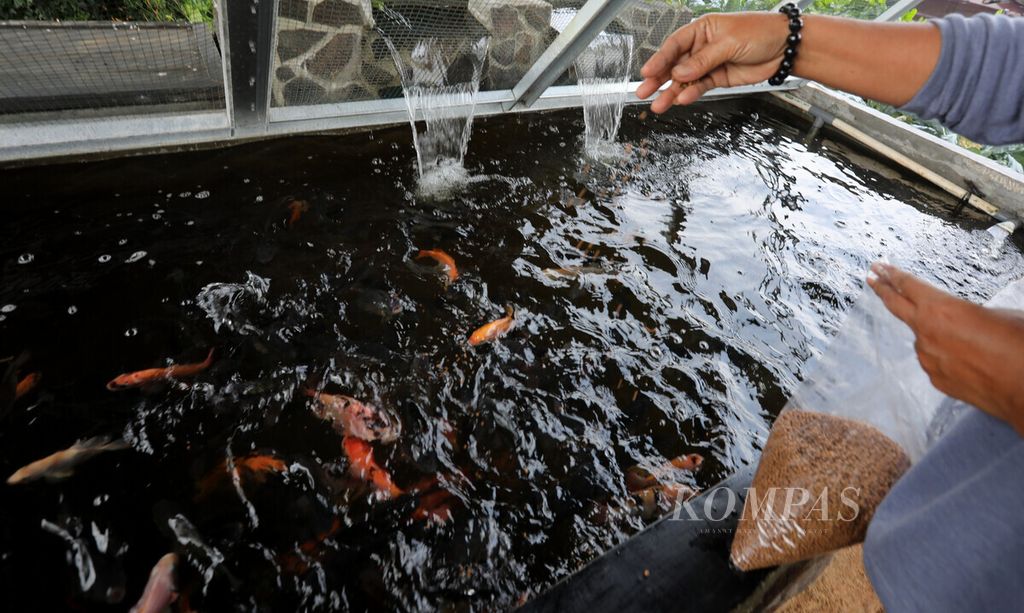 Erni, anggota PKK RW 008 Kelurahan Cipinang, Jakarta Timur, memberi pakan ikan nila di kolam budidaya dalam taman yang diberi nama Sentra Sayur Bawah Kolong (Trasa Balong), awal April 2021.  