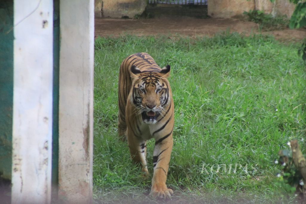 Harimau sumatera berada di kandang Kebun Binatang Medan, Sumatera Utara, Senin (8/1/2024). 