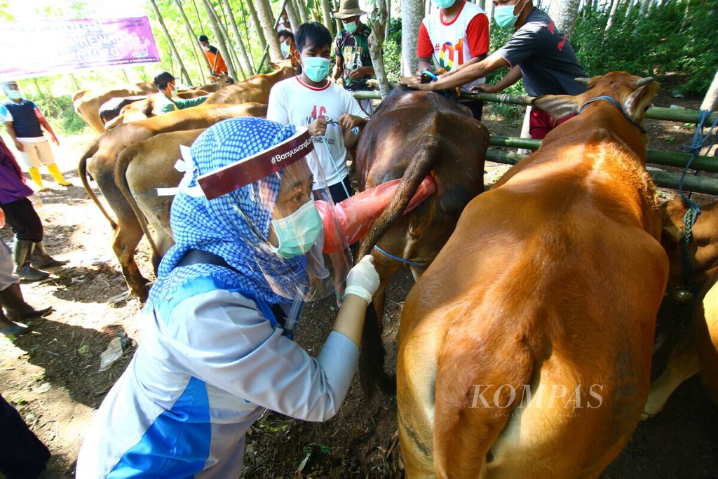 Veterinary officers carry out pregnancy checks on cattle belonging to farmers in Boyolangu Village, Banyuwangi, Tuesday (16/6/2020). The Banyuwangi Agriculture and Food Security Service held free medical treatment as an effort to prevent infectious diseases in brood cows.