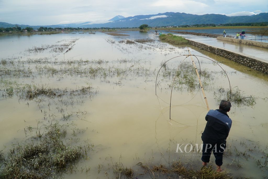Warga menjaring ikan di persawahan yang tanaman padinya rusak oleh banjir akibat meluapnya sungai di Kecamatan Kumun Debai, Kota Sungai Penuh, Jambi, Rabu (17/1/2024).