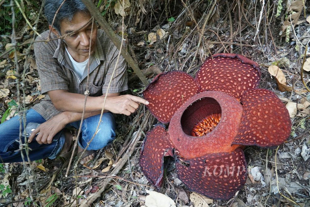 Joni Hartono (50) pemandu wisata dan pemerhati raflesia menunjukkan bunga <i>Rafflesia arnoldii</i> yang mekar sempurna sejak tiga hari lalu di Cagar Alam Batang Palupuh, Agam, Sumatera Barat, Minggu (3/4/2022).